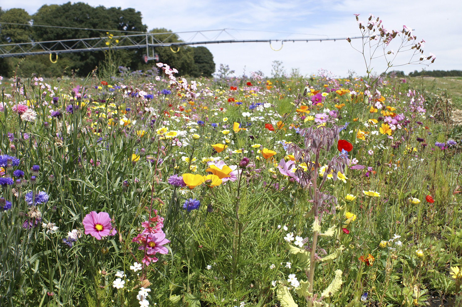 10 Reasons To Create A Wildflower Meadow - Wildflower Turf